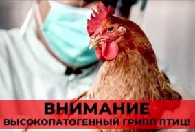 Помните о важности профилактики инфекционных заболеваний животных